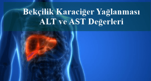 Bekçilik Karaciğer Yağlanması ALT ve AST Değerleri Hakkında Her Şey